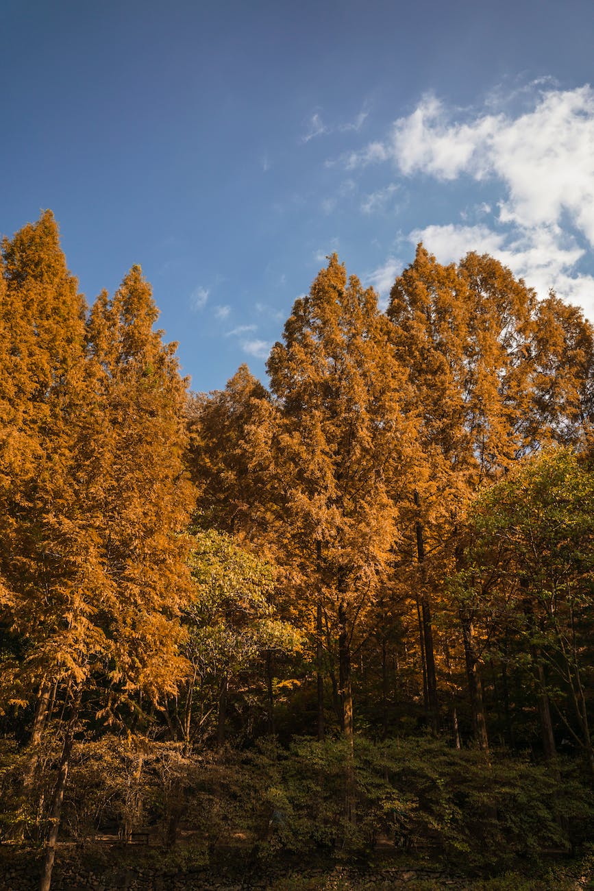 trees in the forest with yellow leaves