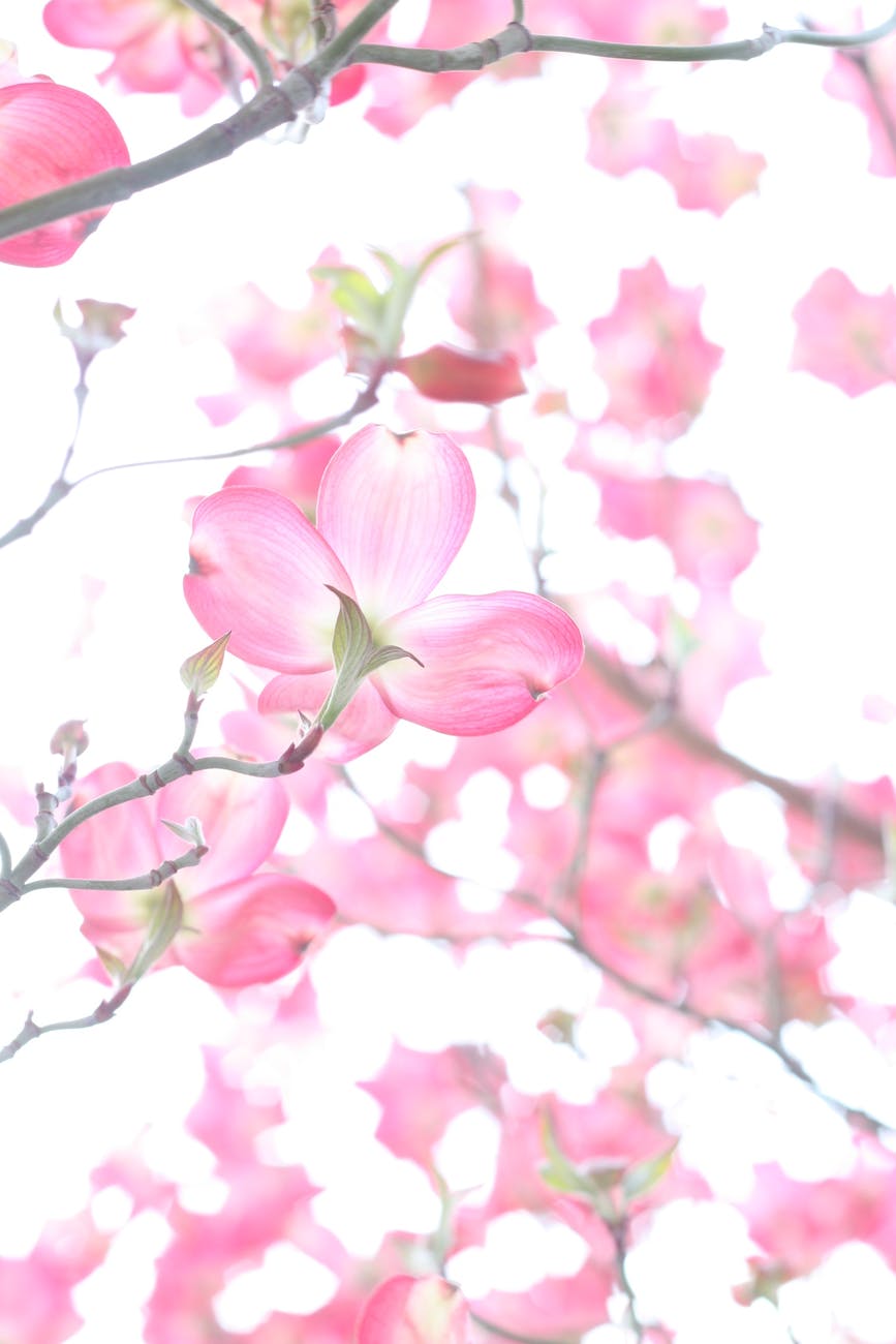 closeup photo of cherry blossoms