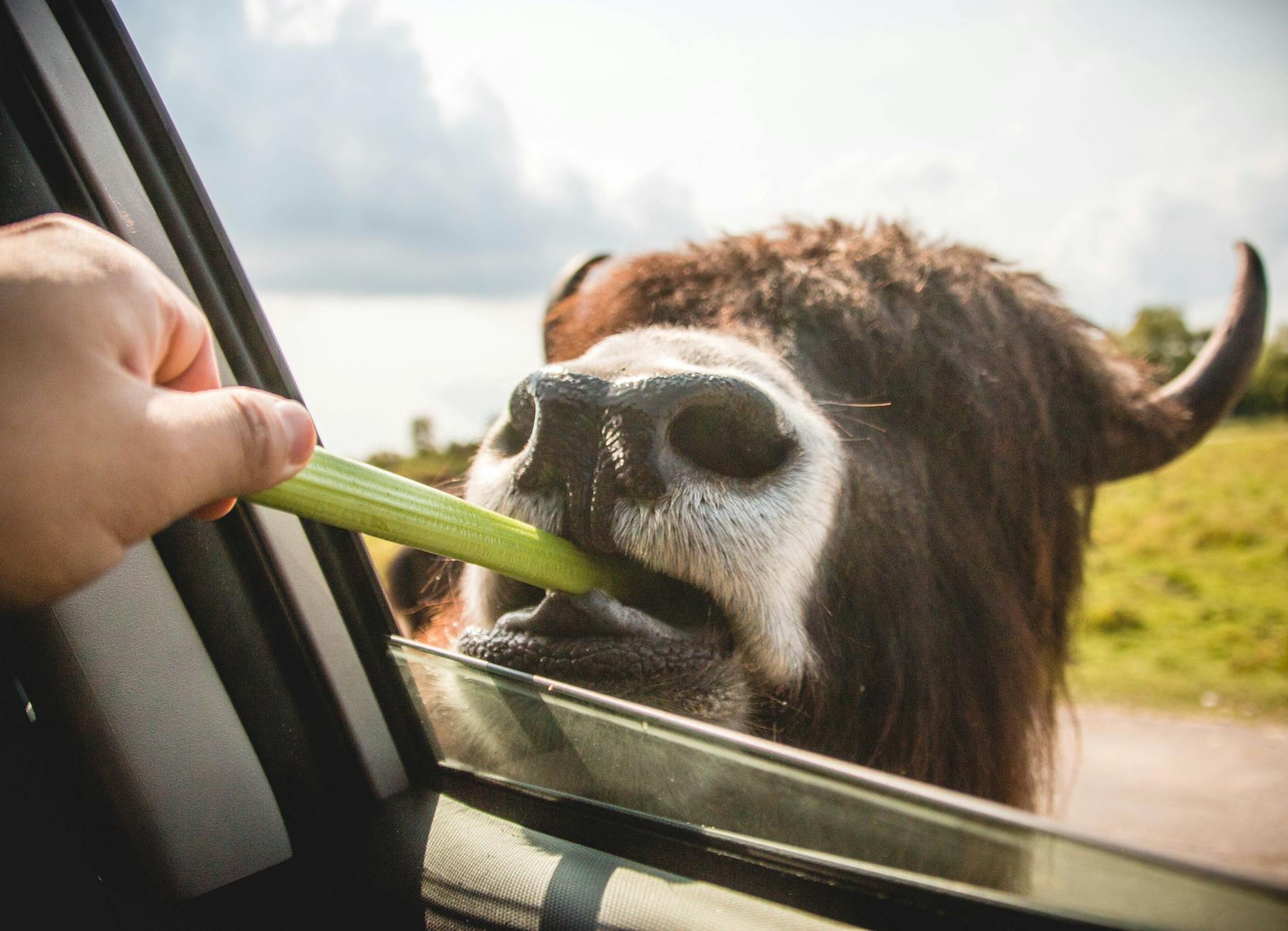 person feeding vegetable on brown animal