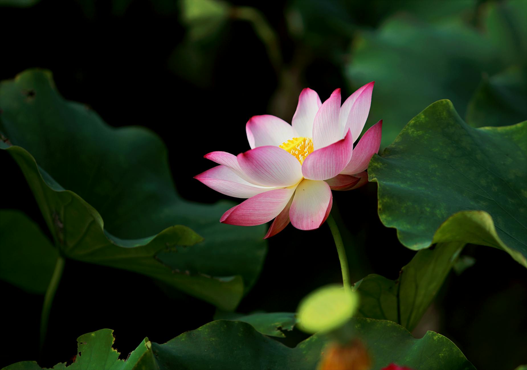 selective focus photography of pink petaled flower in bloom