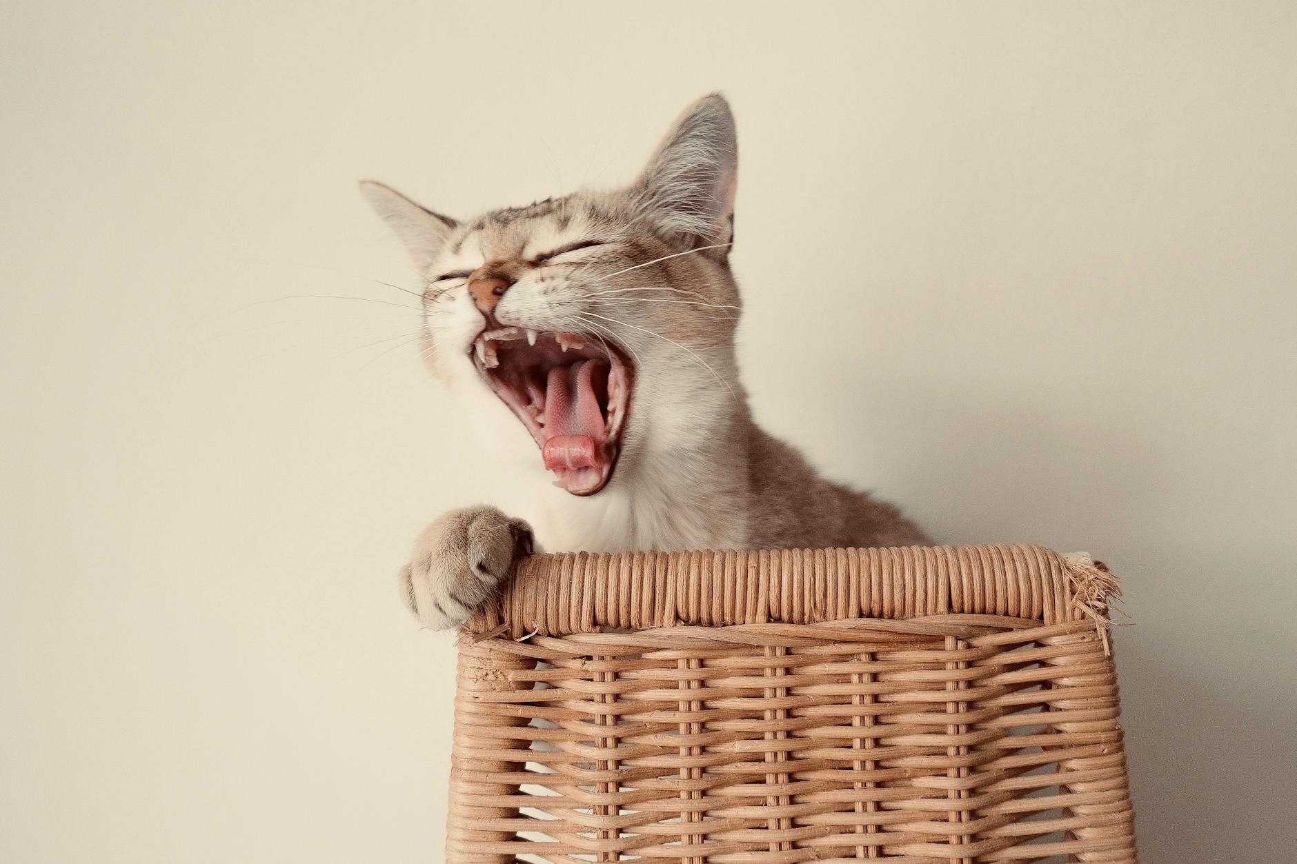 close up photo of cute cat yawning