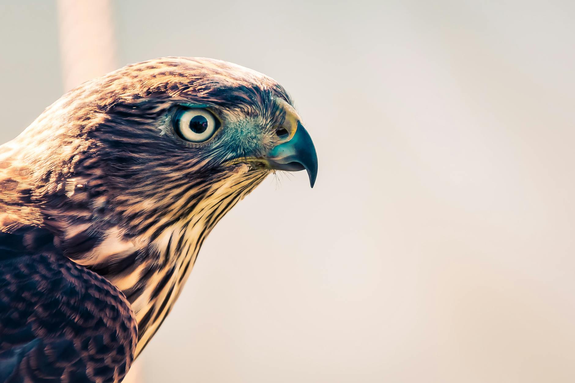 selective focus photography of falcon