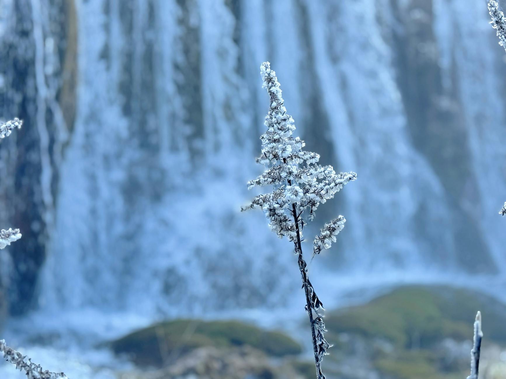 frosted plant by cascading waterfall in winter