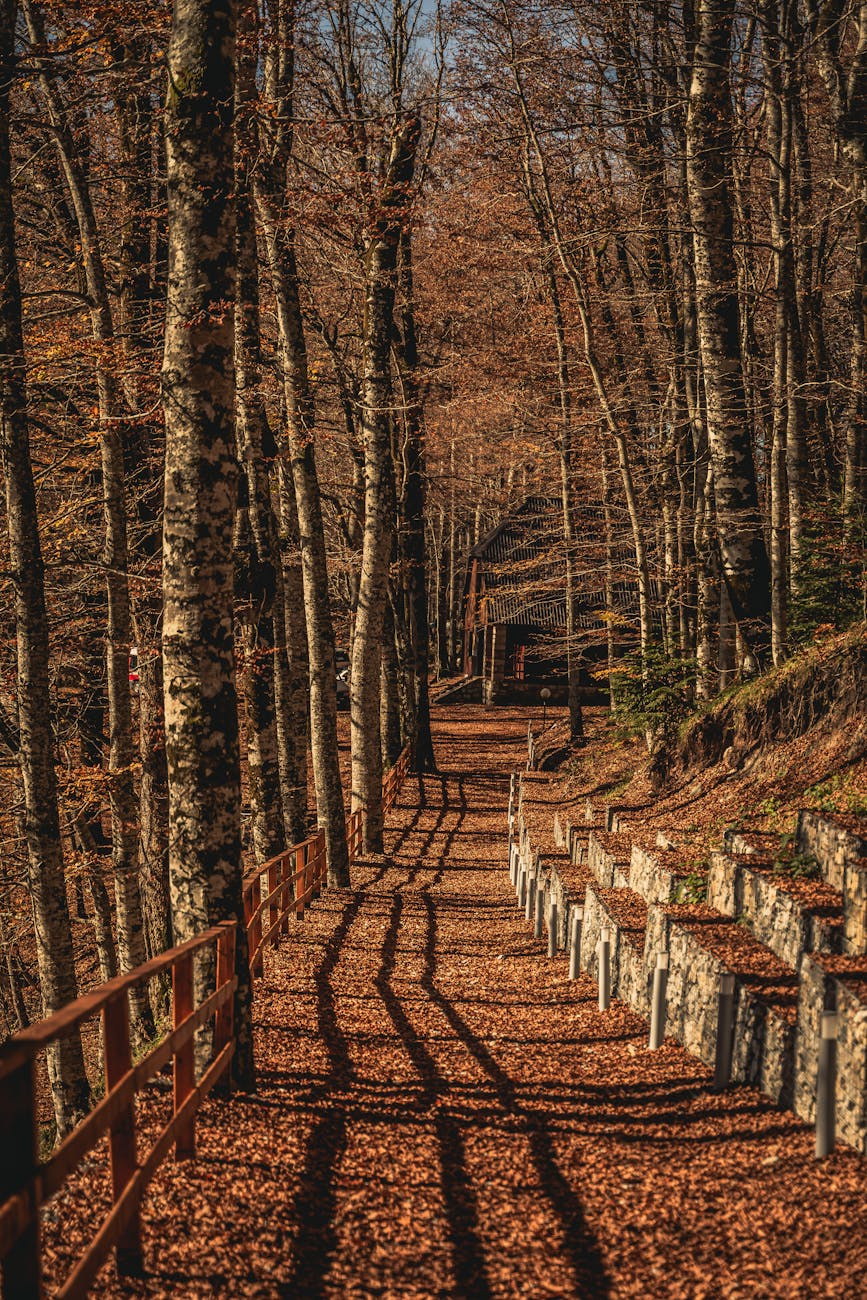 a pathway with dry leaves on the ground