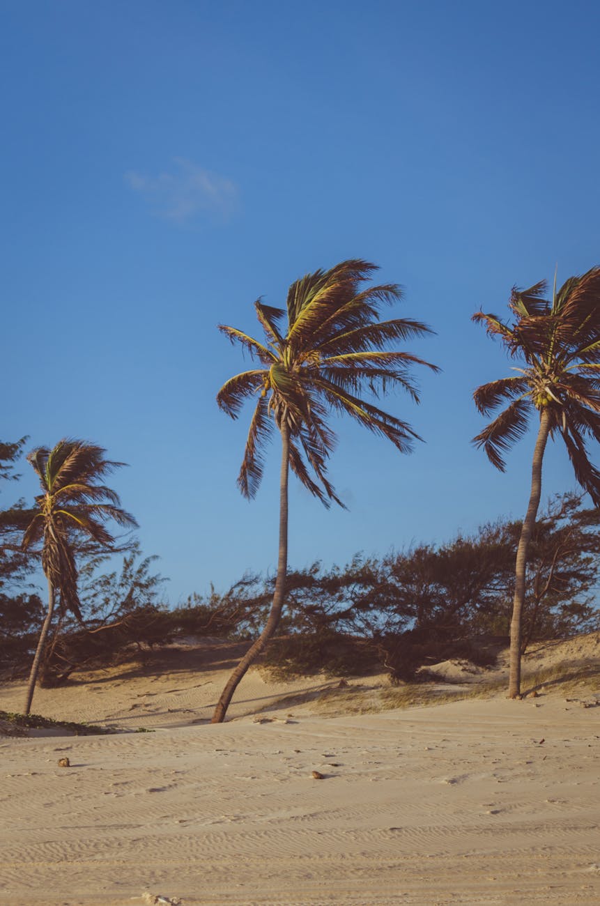 coconut trees on brown soil under blue sky