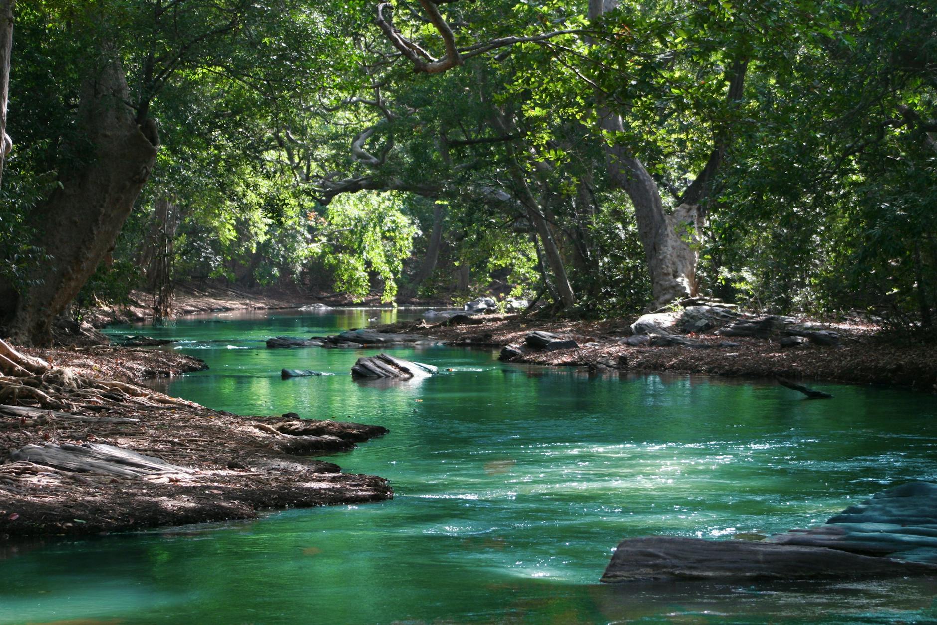 body of water between green leaf trees