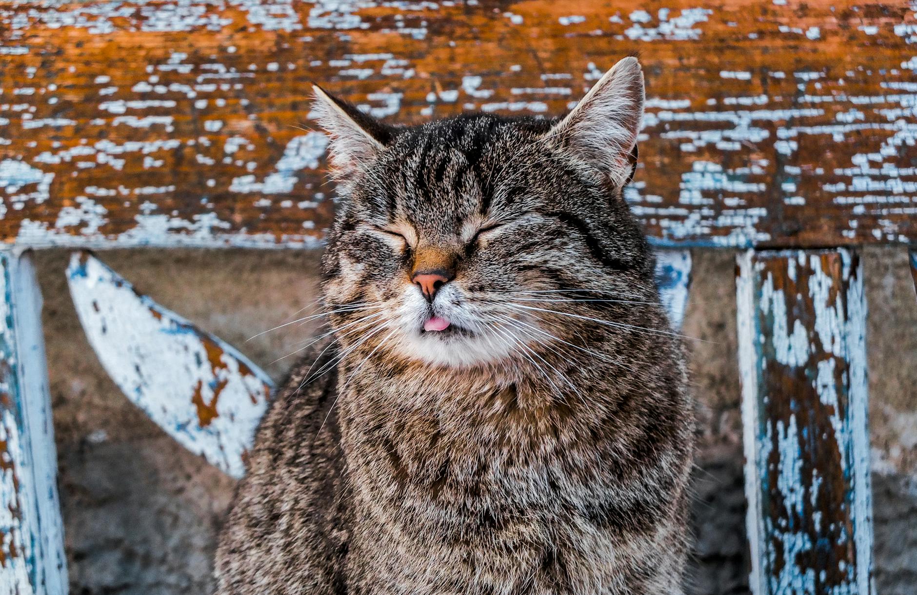 close up shot of a cat