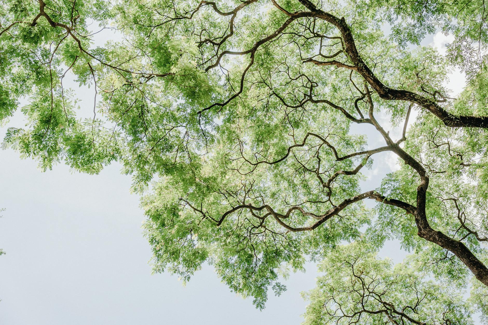 green leafed tree low angle photography