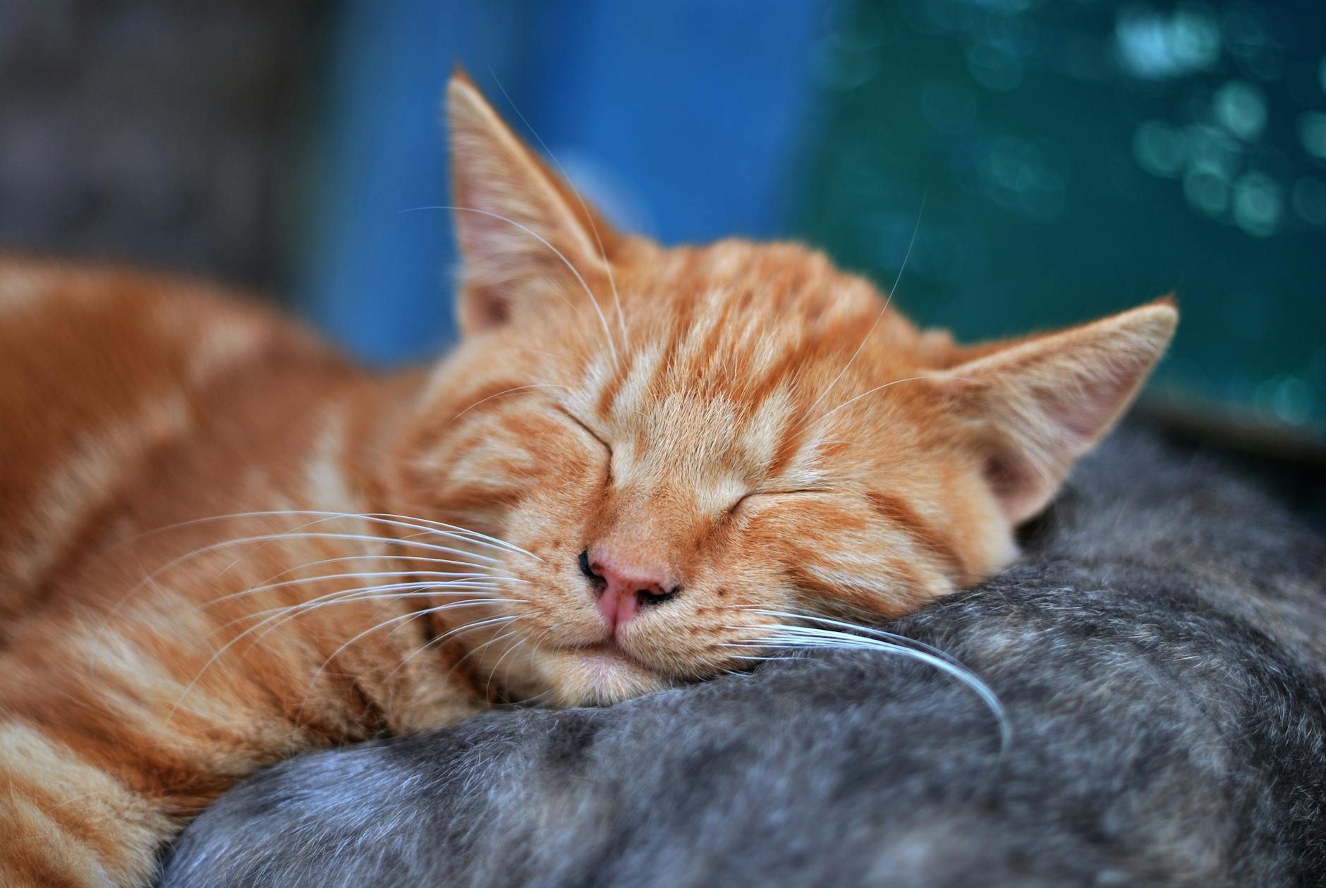 sleeping orange tabby cat