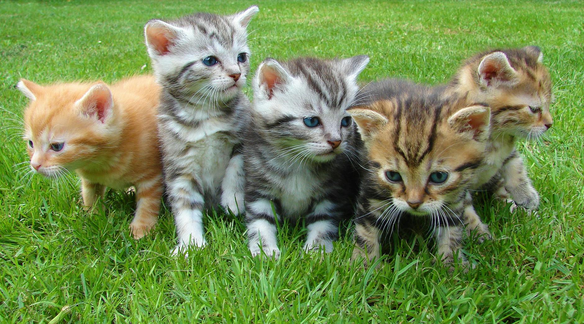 猫型の時代