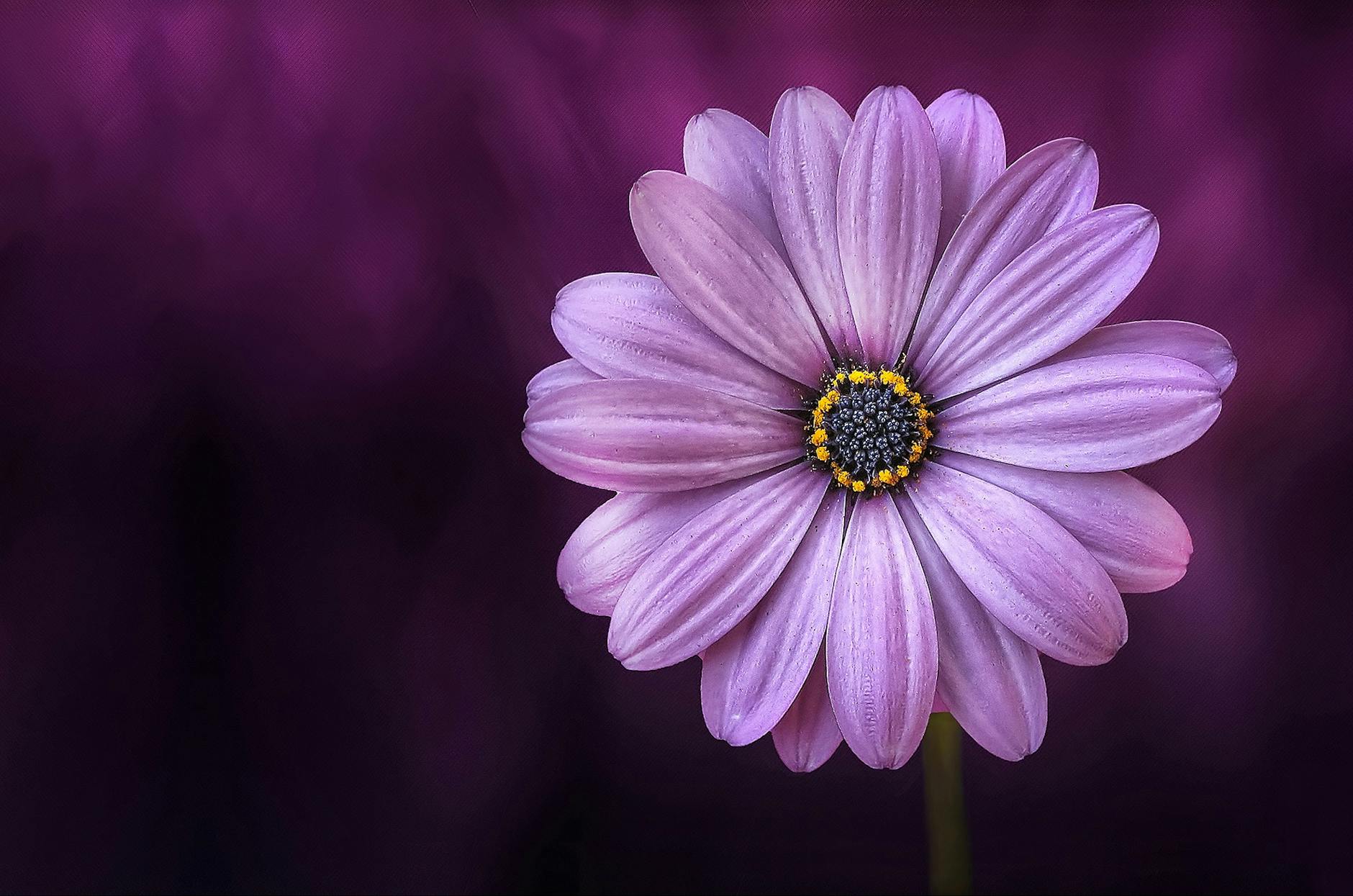 purple daisybush flower