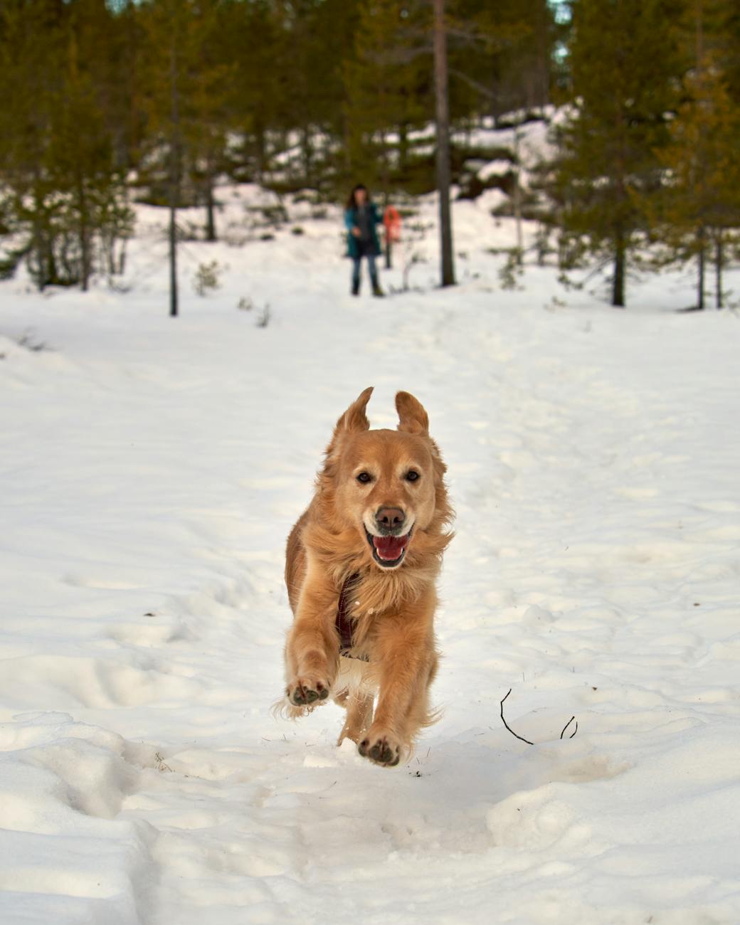 golden retriever running joyfully in snowy forest