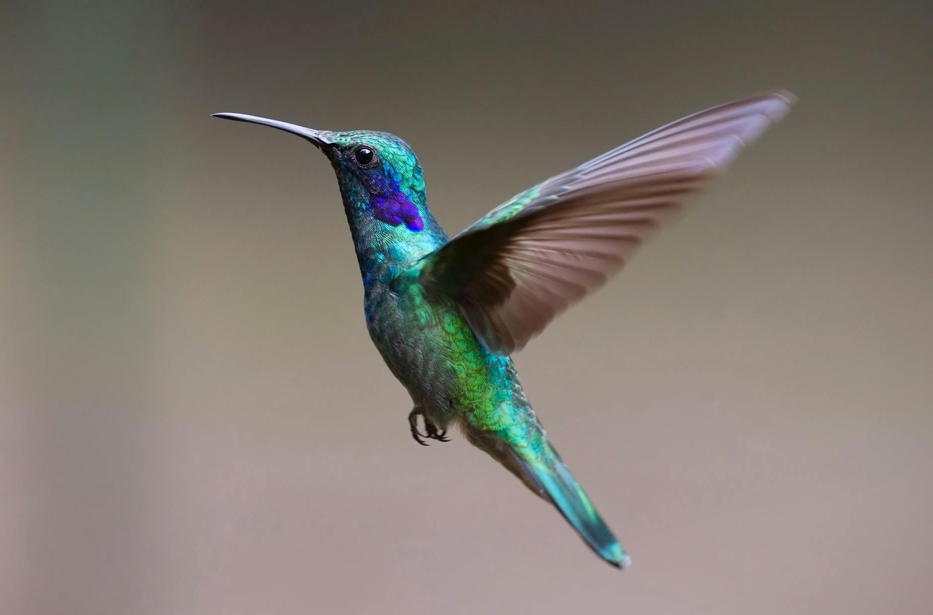 青い鳥