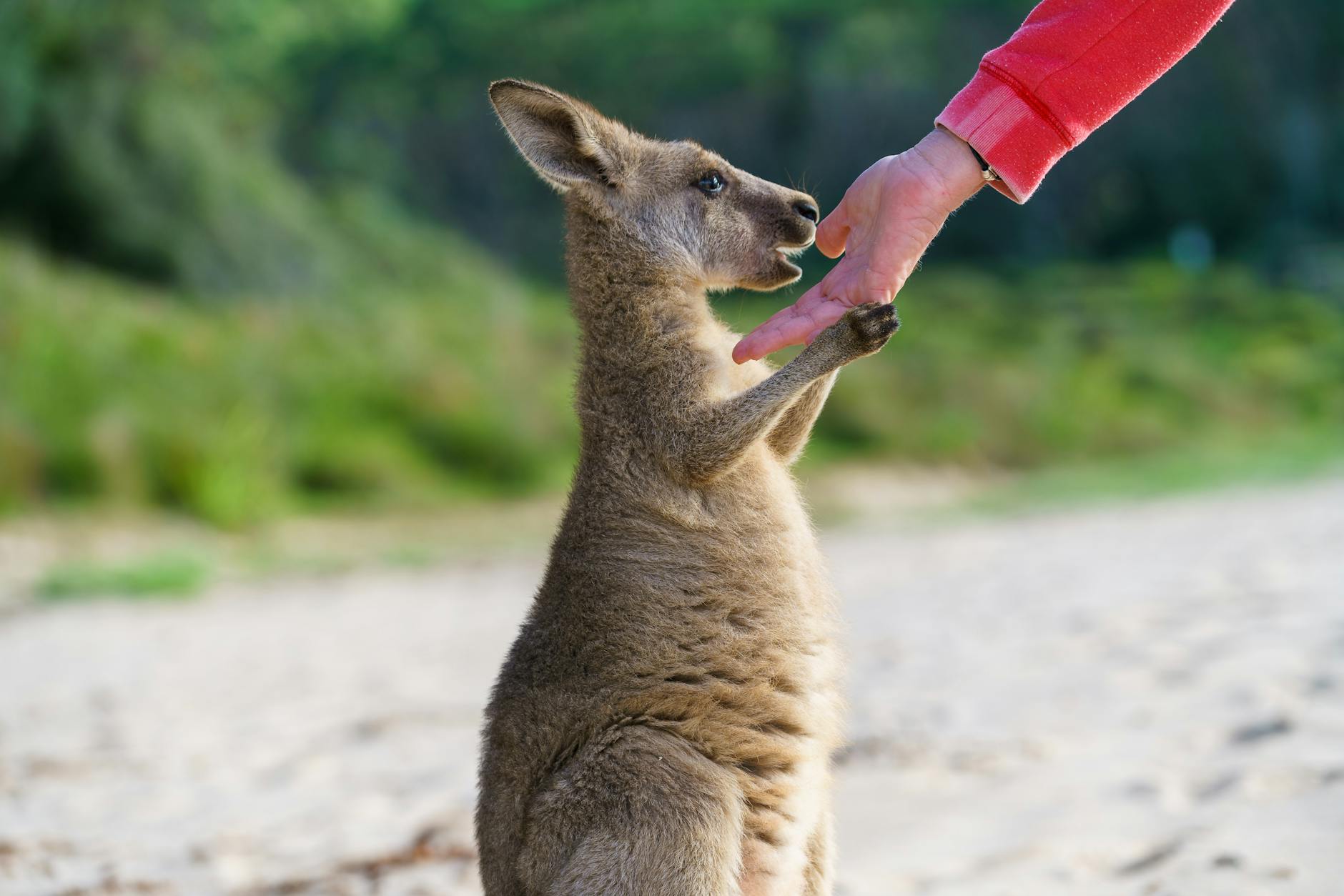 close up photo of a baby kangaroo