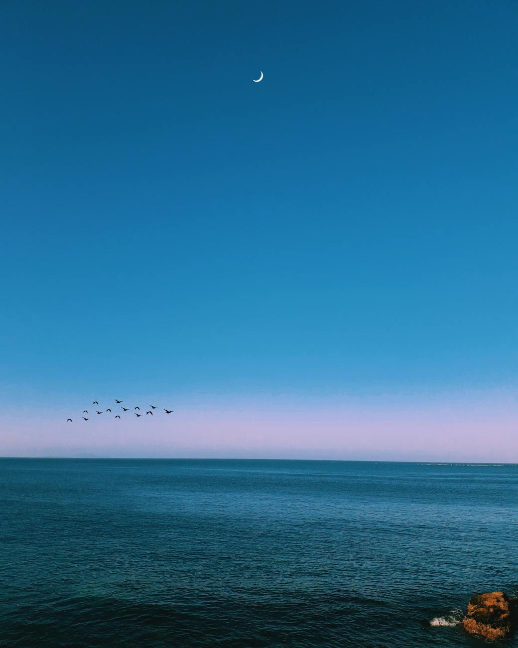 birds flying near body of water