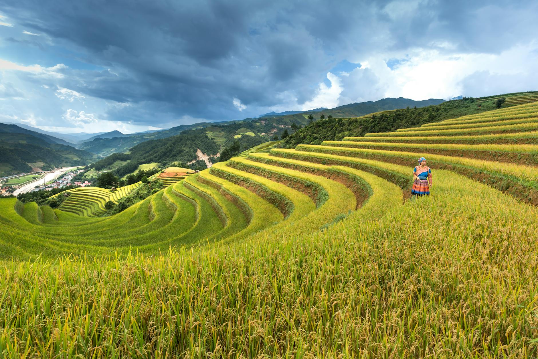 person on rice field