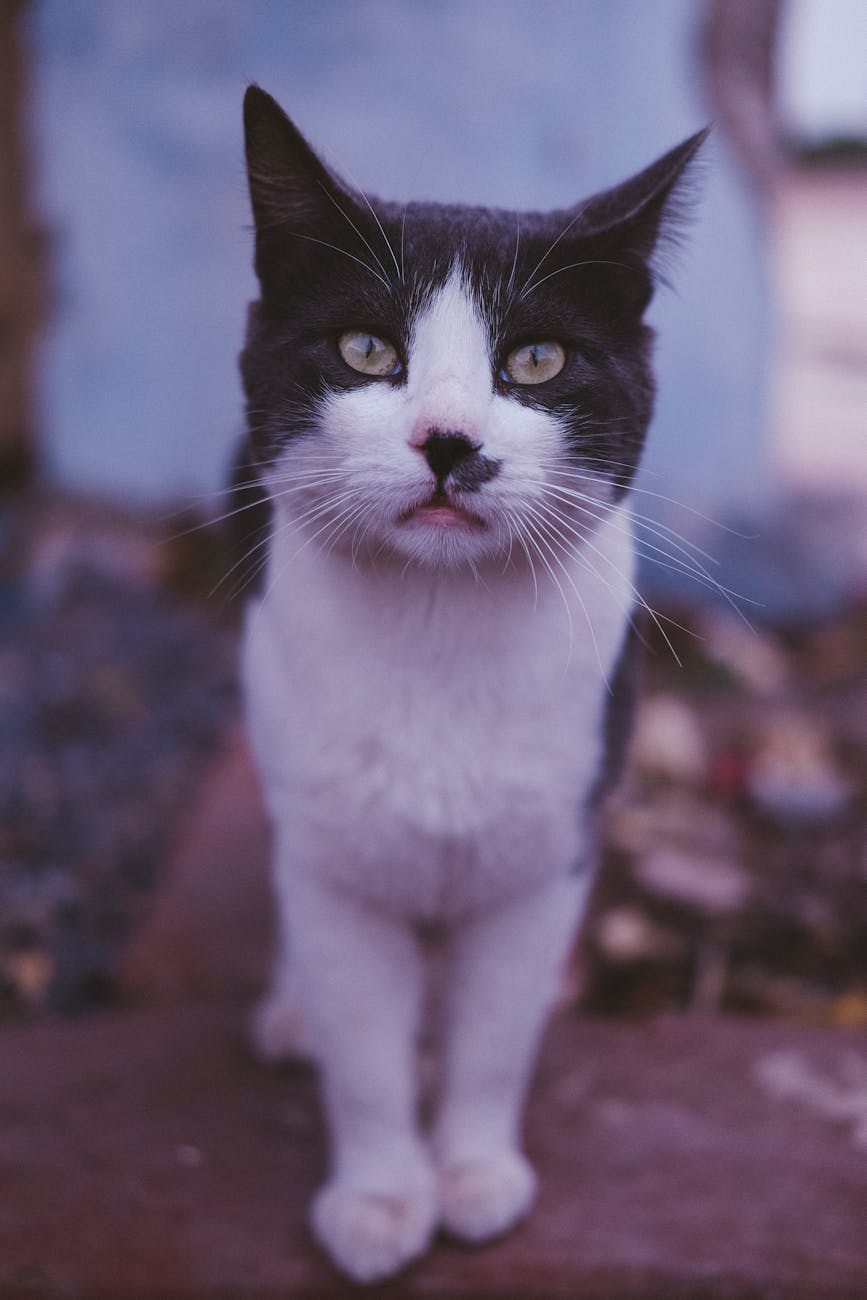 close up of a domestic cat outdoors in rabat