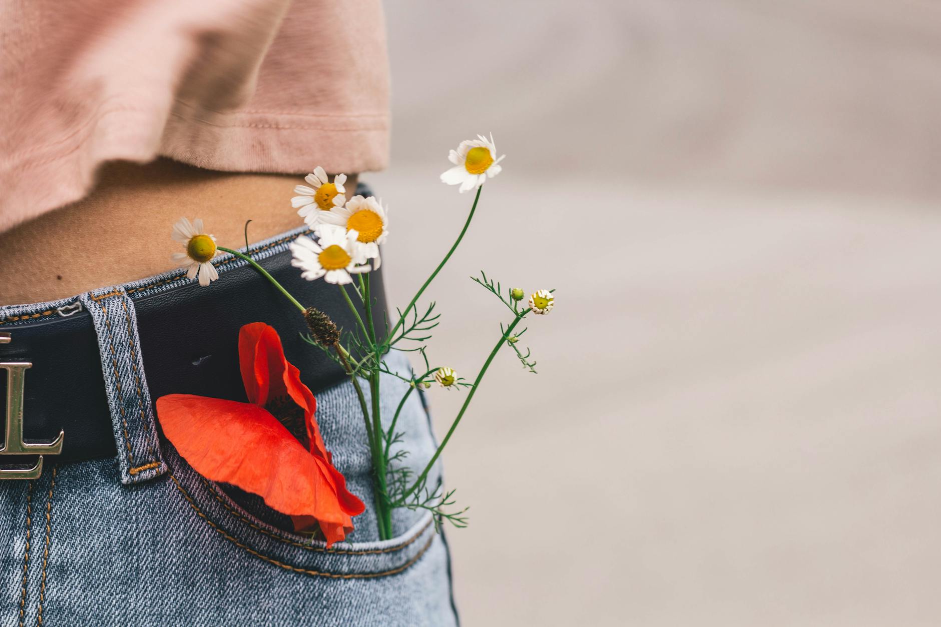 white oxeye daisy in person s pocket