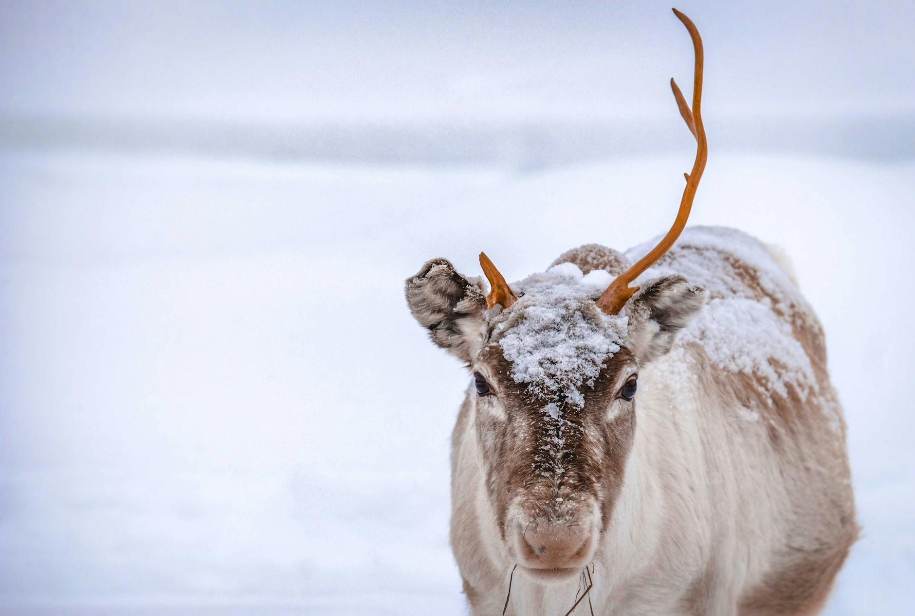 north deer on snowy meadow in winter