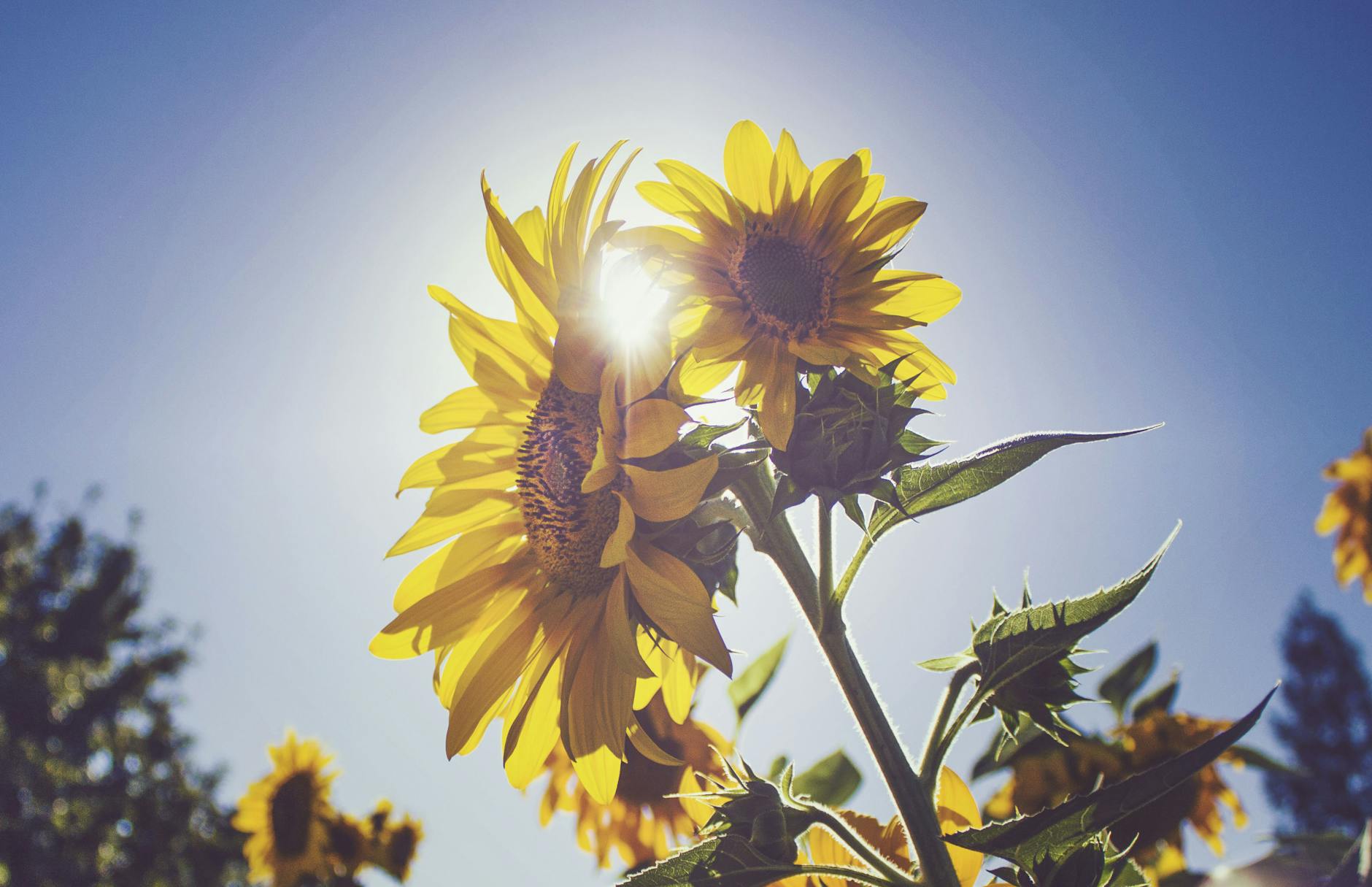 sunflower under blue sky