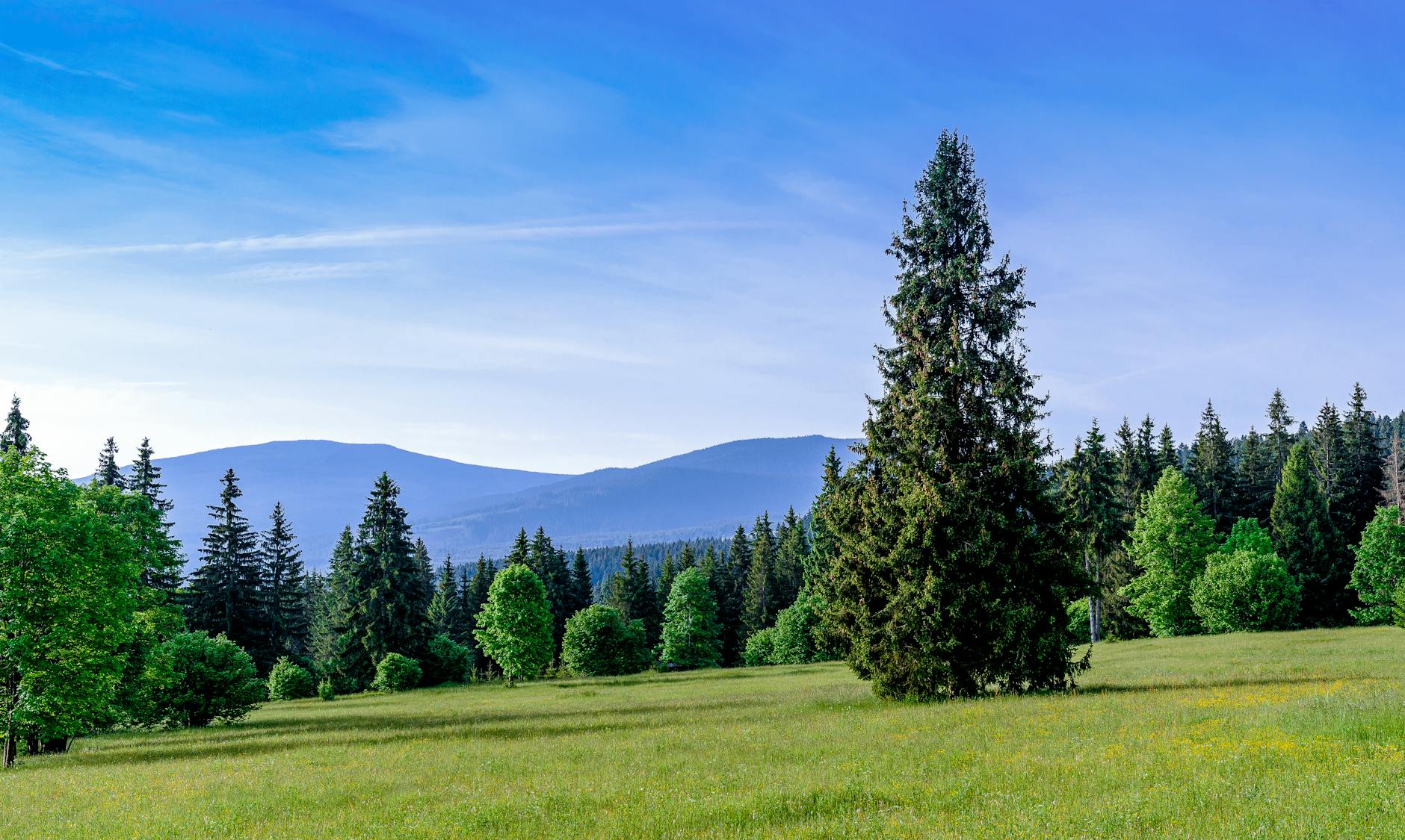 big conifer tree in middle of meadow in forest
