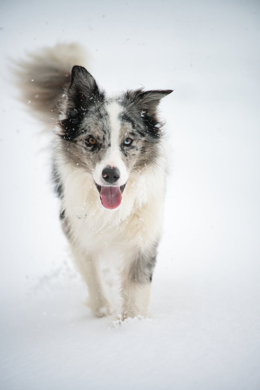 energetic border collie playing in snow