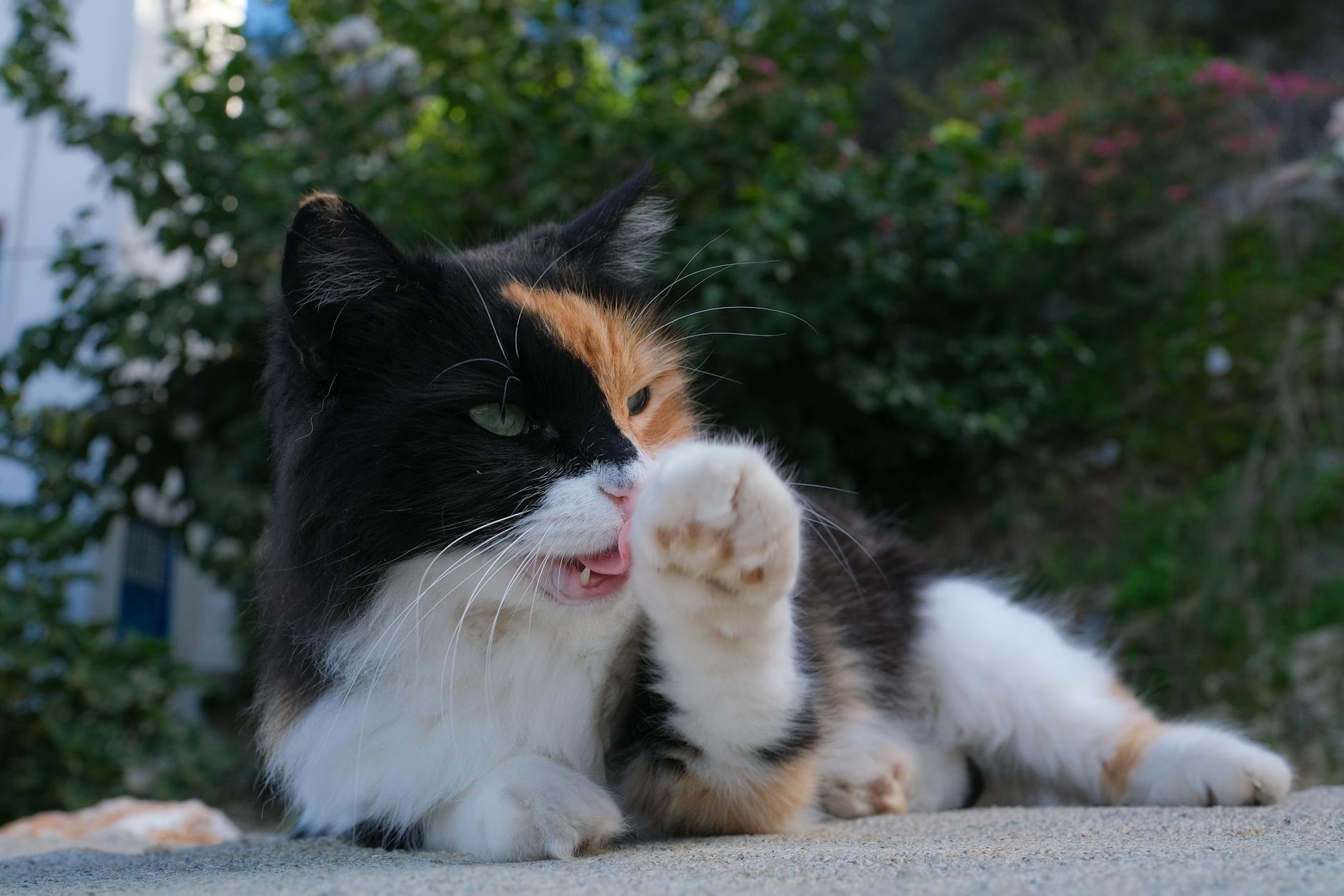 charming calico cat licking paw outdoors