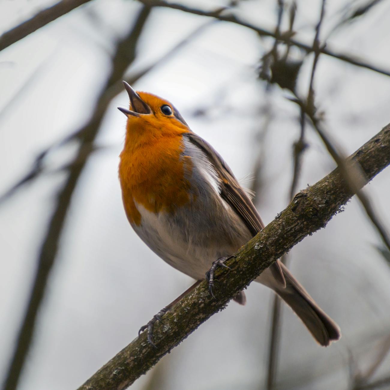 bird perched on tree branch