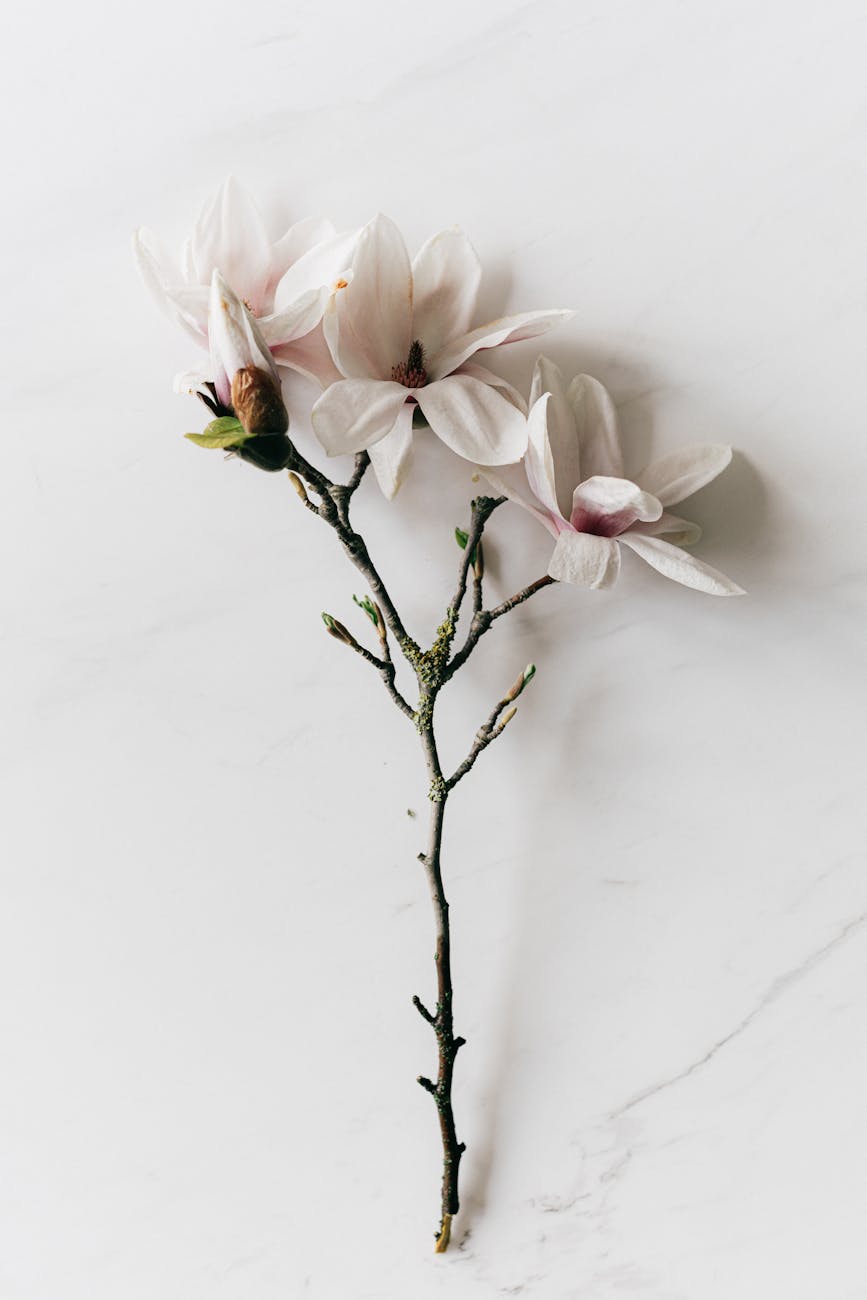 delicate fresh magnolia sprig on marble background