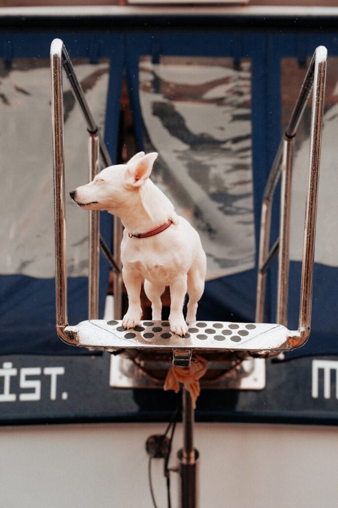 white dog standing on metal platform outdoors