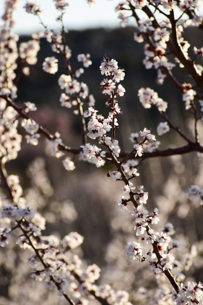 white blossoms on branches in sunlight during spring