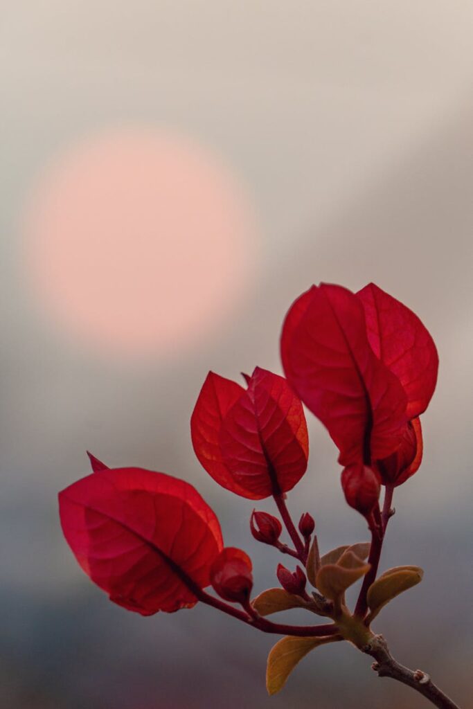 a red flower with a sunset in the background