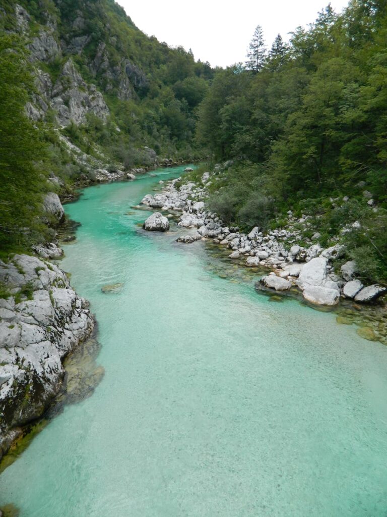alpine river by the forest