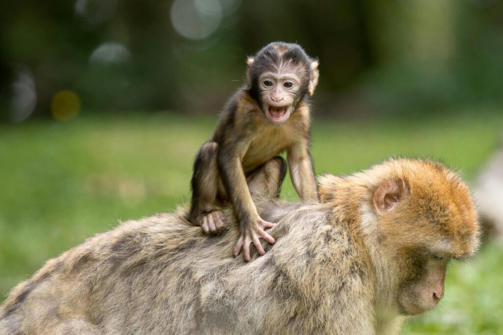 two monkey on grass