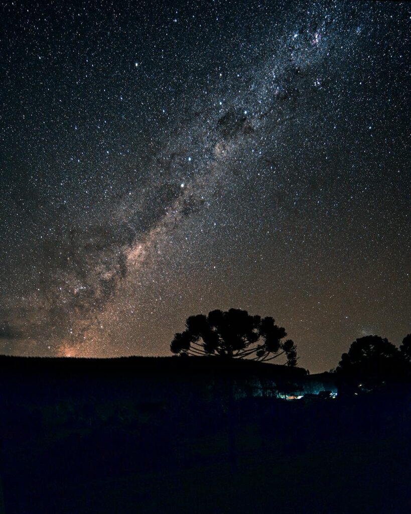 silhouette of trees under starry night