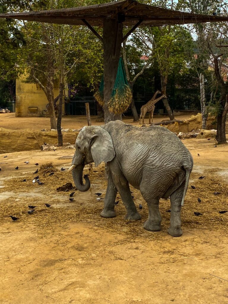an elephant in a zoo