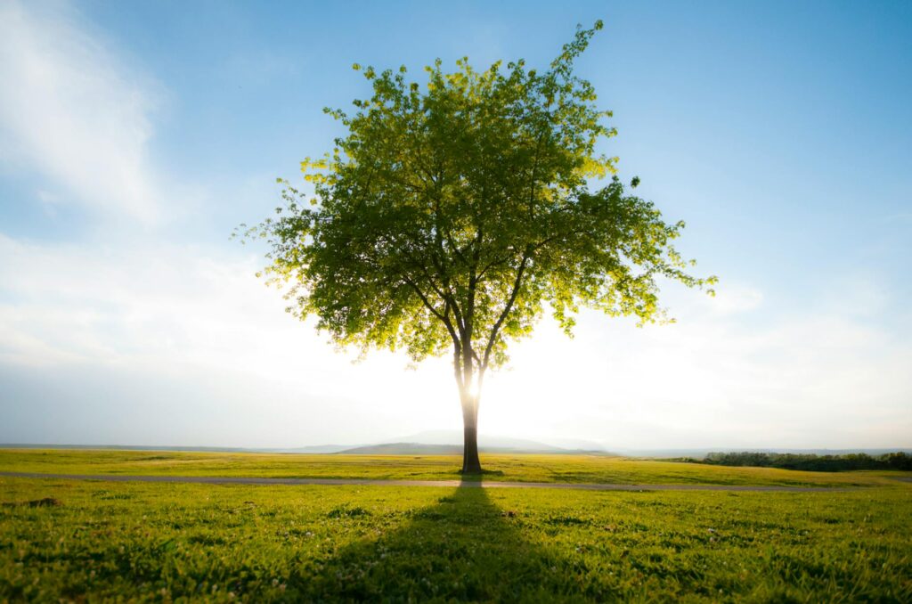 solitary tree in a serene sunlit landscape