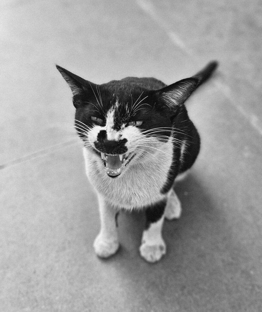 black and white cat hissing on pavement
