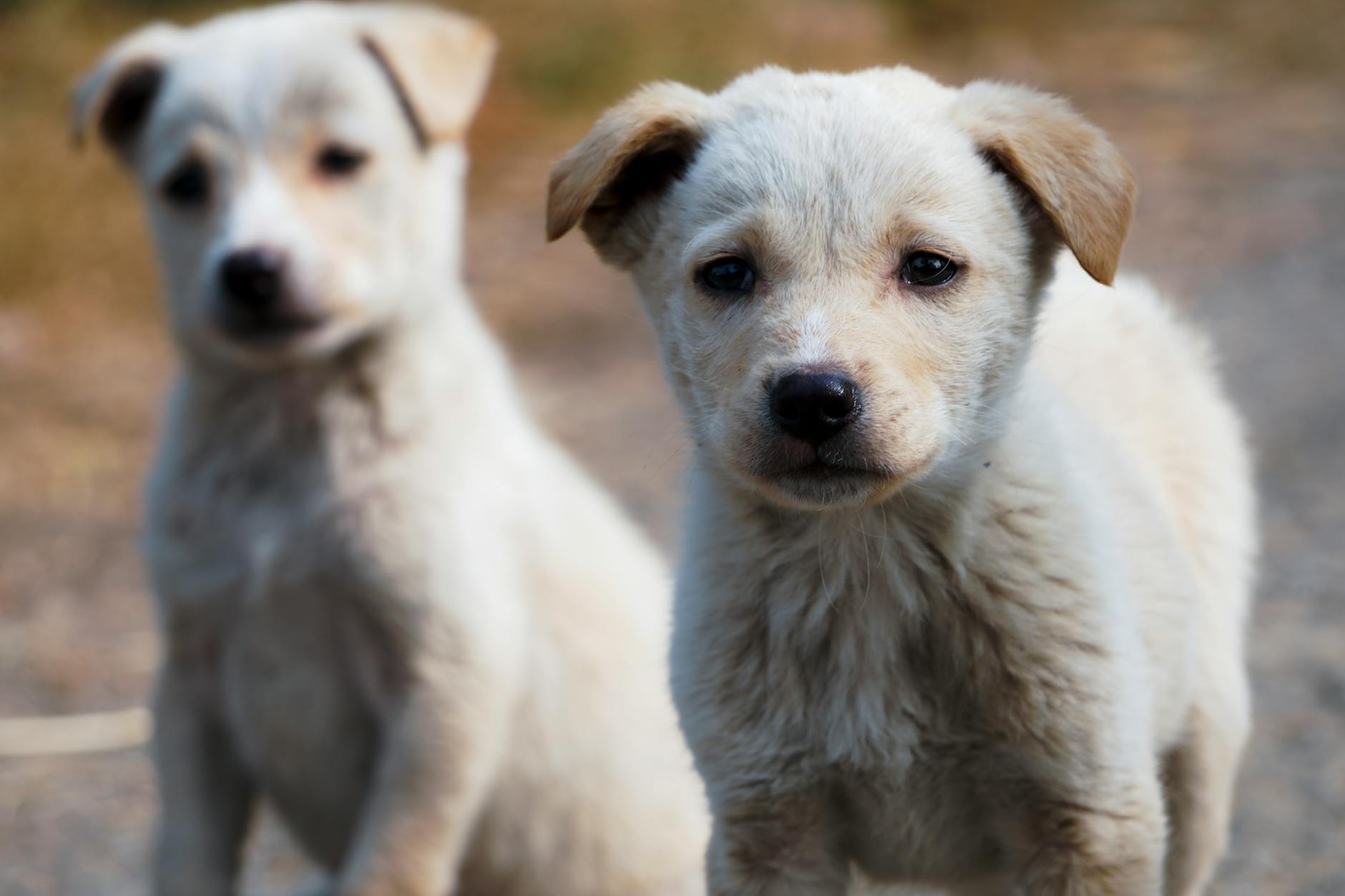 adorable puppy duo in rural india