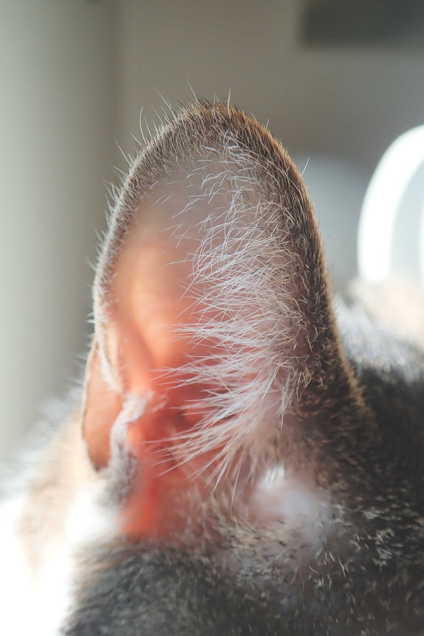 ear of cat resting at home in sunlight