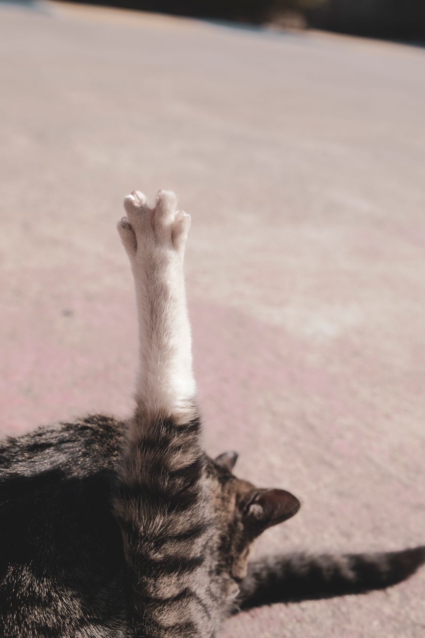 relaxed tabby cat stretching outdoors