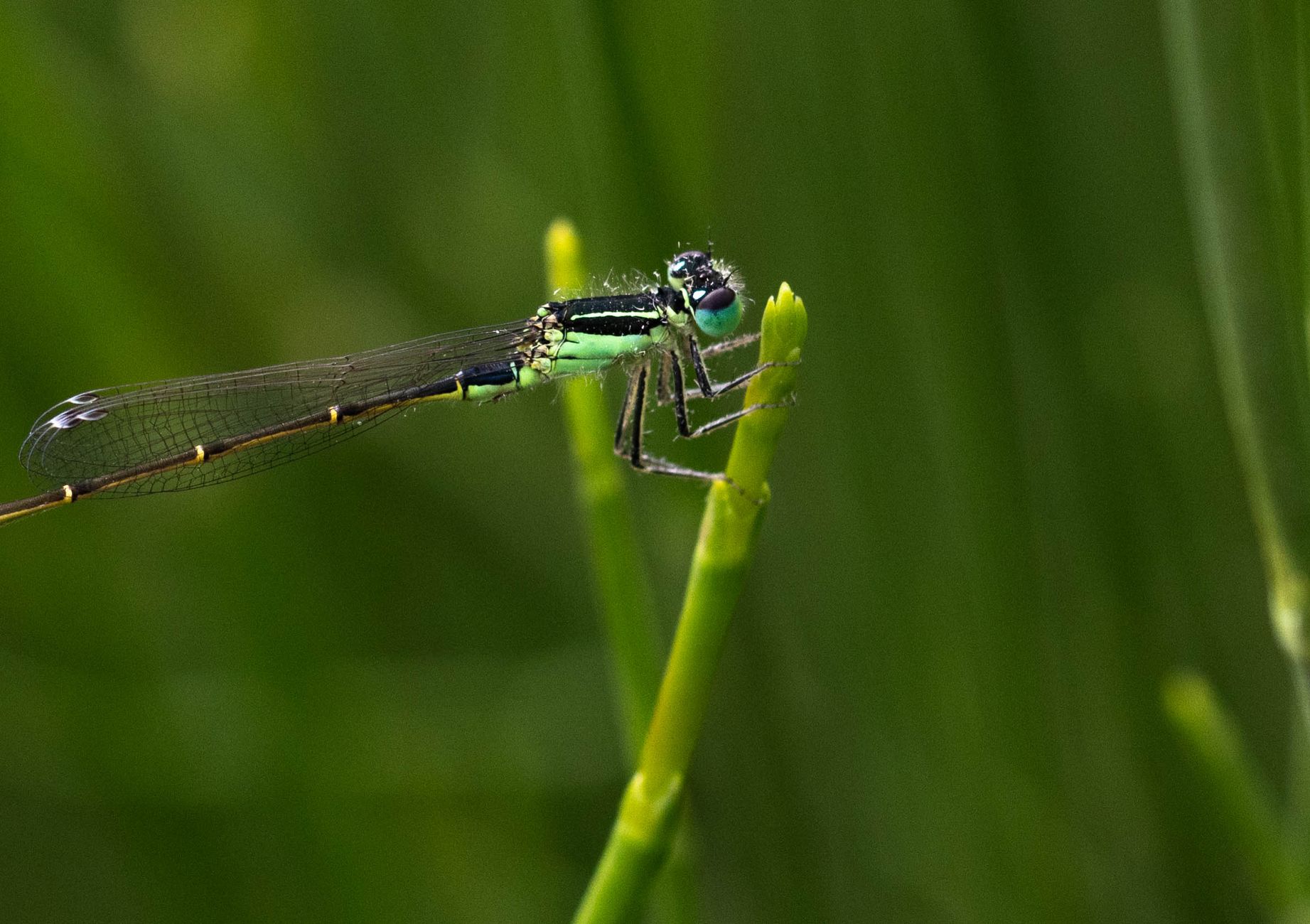 close up of a blue tailed damselfly on a leaf