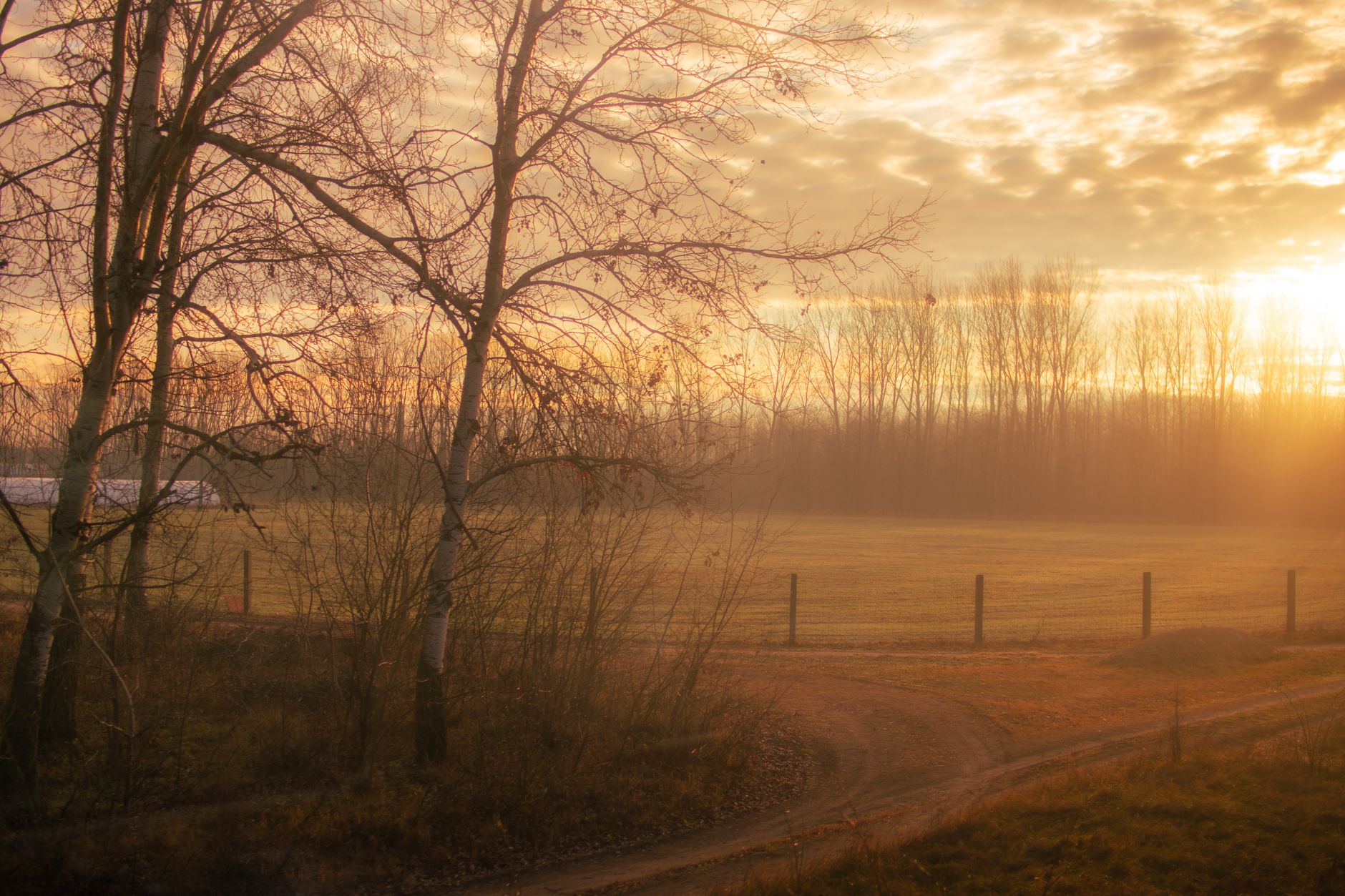 leafless trees near dirt road