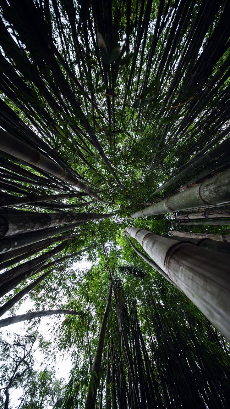 tall bamboo forest with upward view