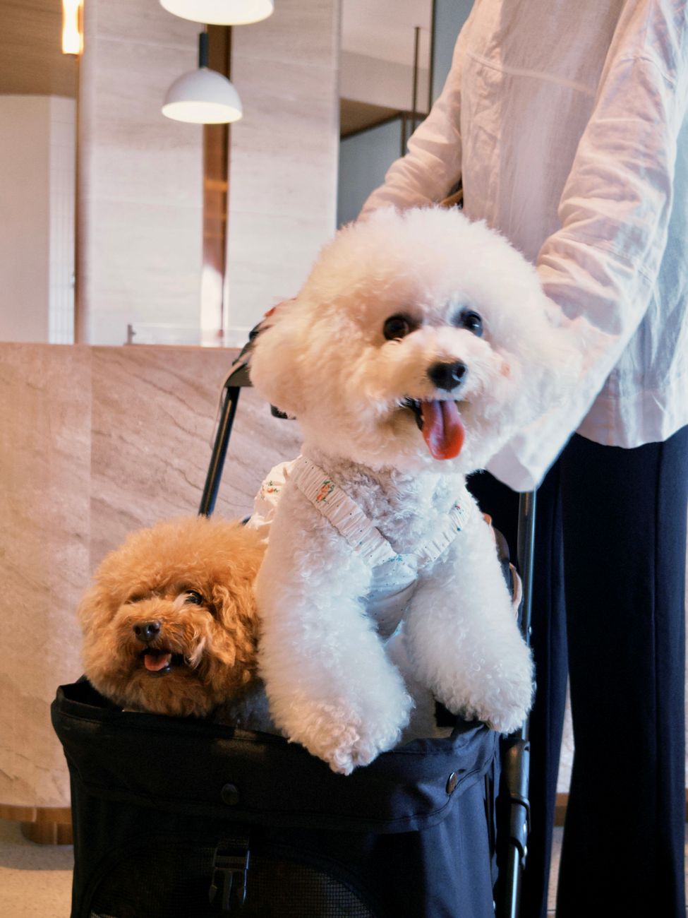 fluffy dogs in pet carrier indoors