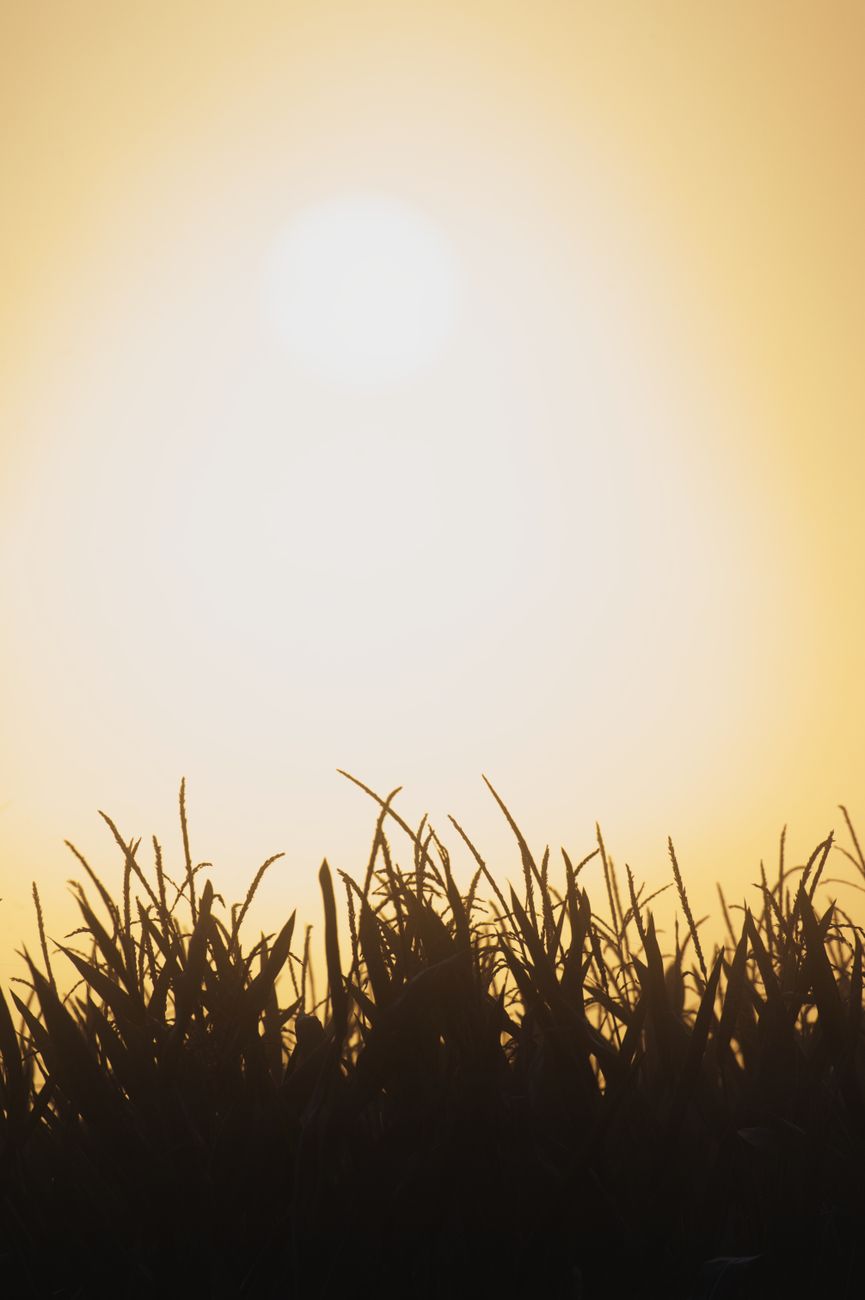 golden sunset over cornfield in slovakia